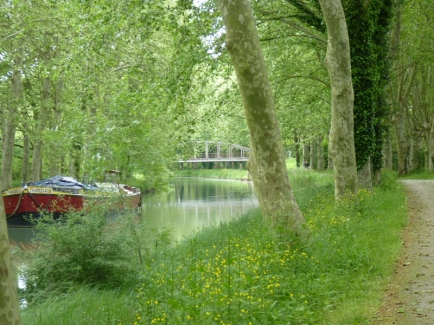 une péniche sous une quadruple rangée de platanes (canal de la Garonne)