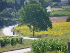 route de Fontevraud - Eurovélo 6 / la Loire à vélo