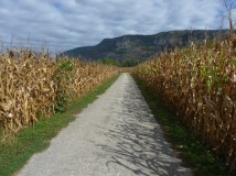 ViaRhôna dans le Bugey - champs de maïs