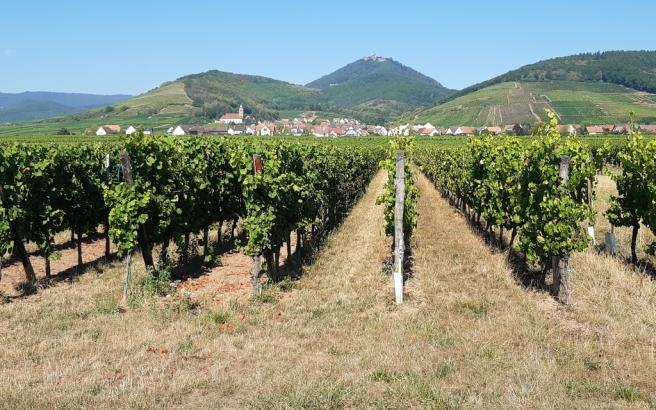 Photo : Vignoble et village au pied des Vosges